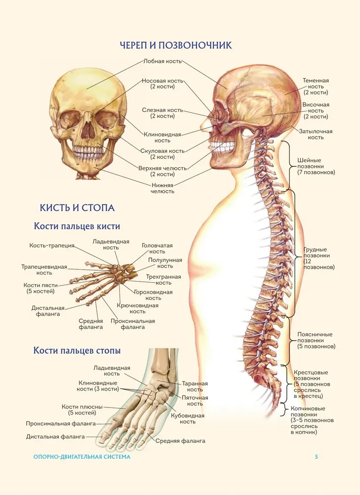 Human Anatomy. Popular Atlas. The Most Detailed Anatomical Images