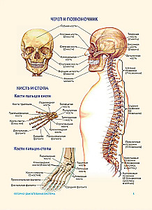 Human Anatomy. Popular Atlas. The Most Detailed Anatomical Images