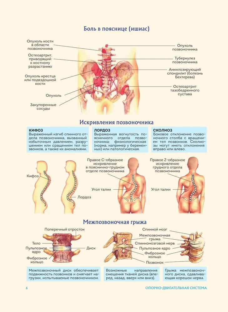 Human Anatomy. Popular Atlas. The Most Detailed Anatomical Images