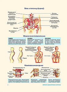 Human Anatomy. Popular Atlas. The Most Detailed Anatomical Images