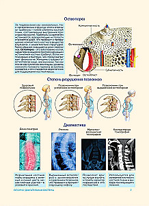 Human Anatomy. Popular Atlas. The Most Detailed Anatomical Images