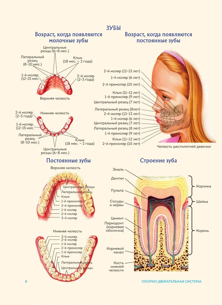 Human Anatomy. Popular Atlas. The Most Detailed Anatomical Images