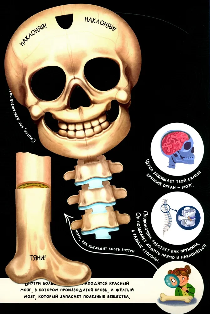 Interactive Encyclopedia. Meet: Your Body