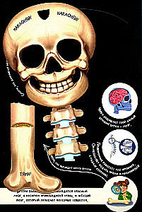 Interactive Encyclopedia. Meet: Your Body