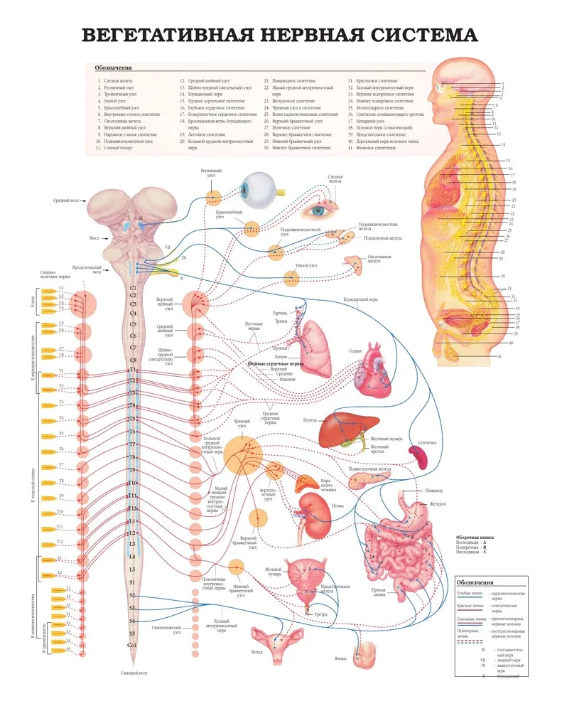 The Great Atlas of Human Anatomy