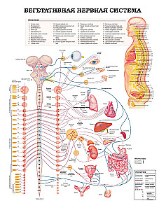 The Great Atlas of Human Anatomy