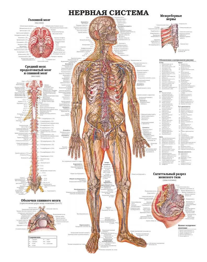 The Great Atlas of Human Anatomy