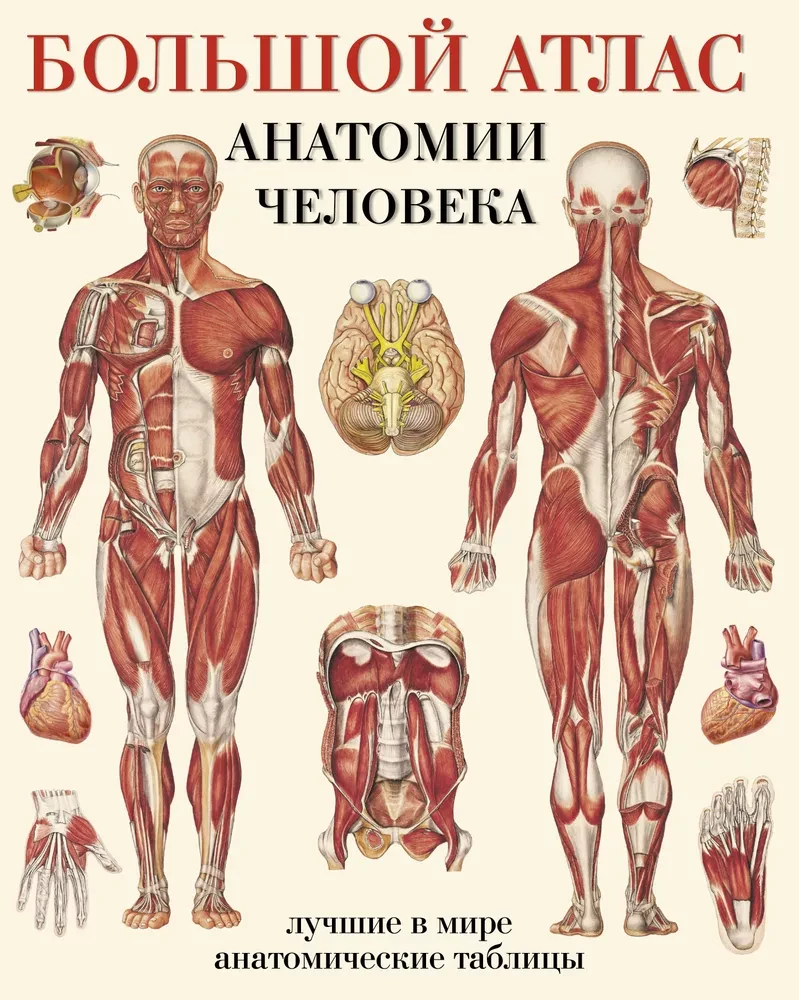 The Great Atlas of Human Anatomy