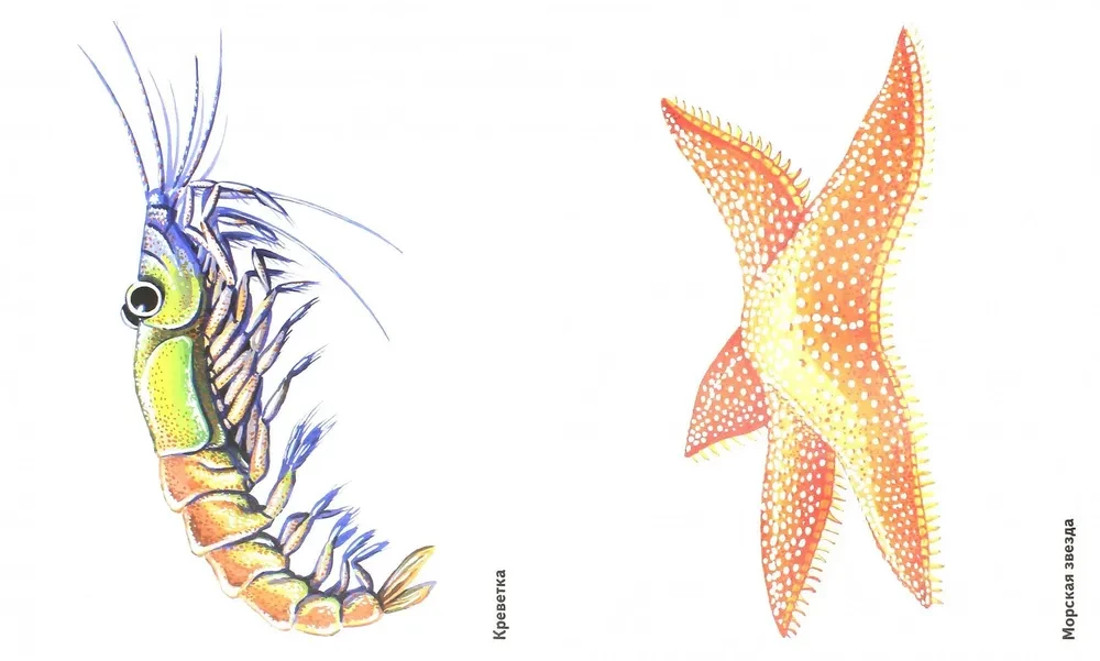 Ocean inhabitants in pictures. Visual aid for educators, speech therapists, caregivers, parents