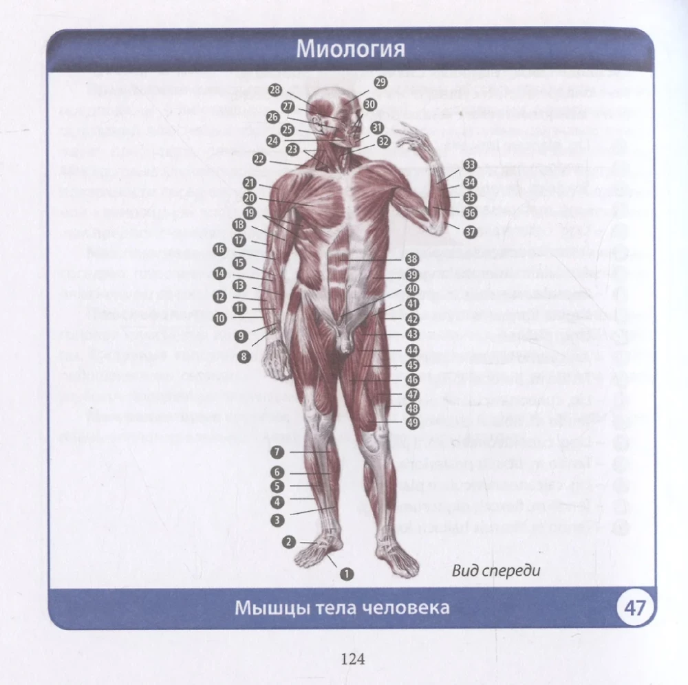 Human Anatomy. Compact Atlas. Musculoskeletal System