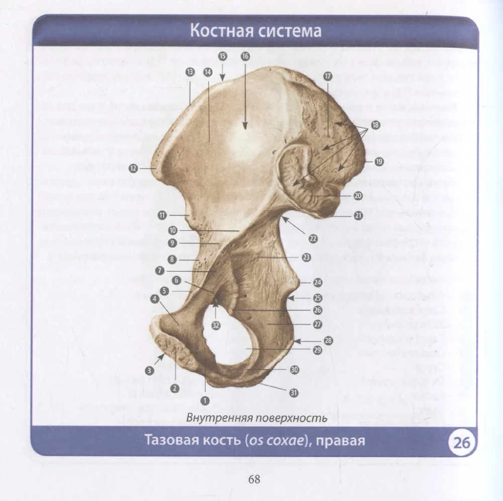 Human Anatomy. Compact Atlas. Musculoskeletal System