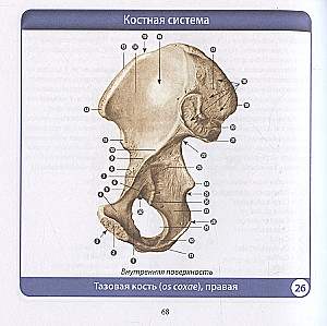 Human Anatomy. Compact Atlas. Musculoskeletal System