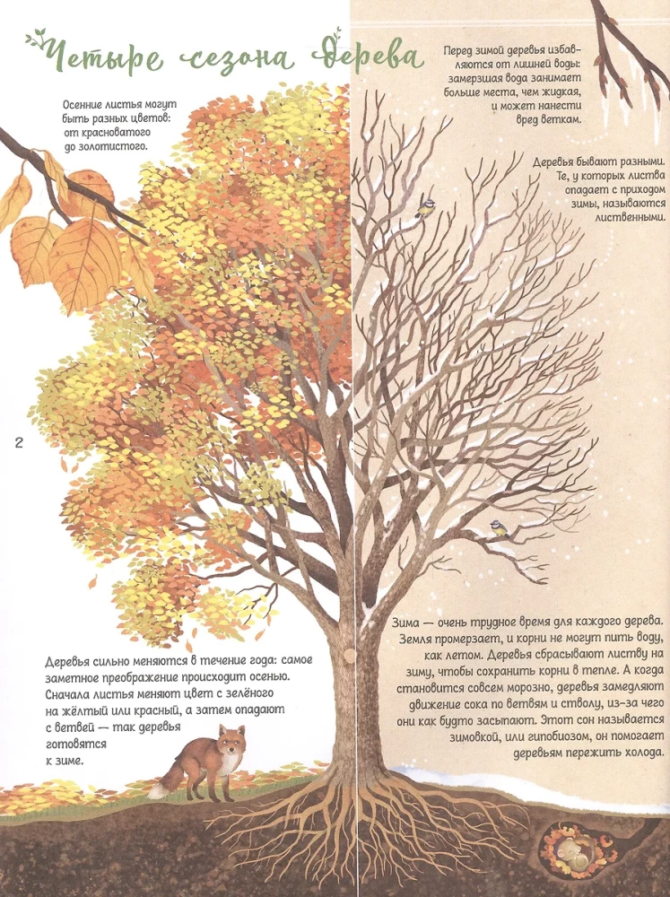 Encyclopedia of Trees of the World