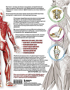 Anatomy of Stretching. Illustrated Guide to Developing Muscle Flexibility and Joint Mobility