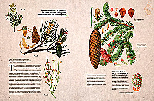 Botany in Pictures