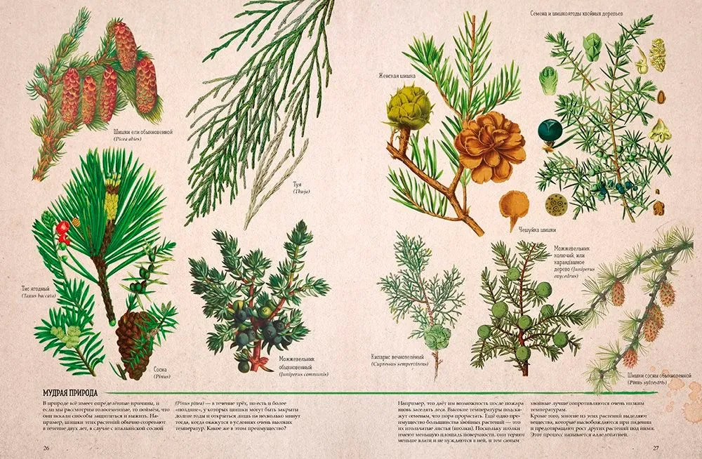 Botany in Pictures