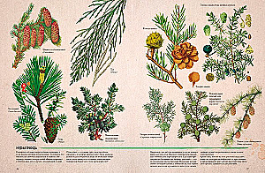 Botany in Pictures