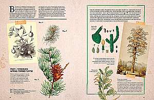 Botany in Pictures